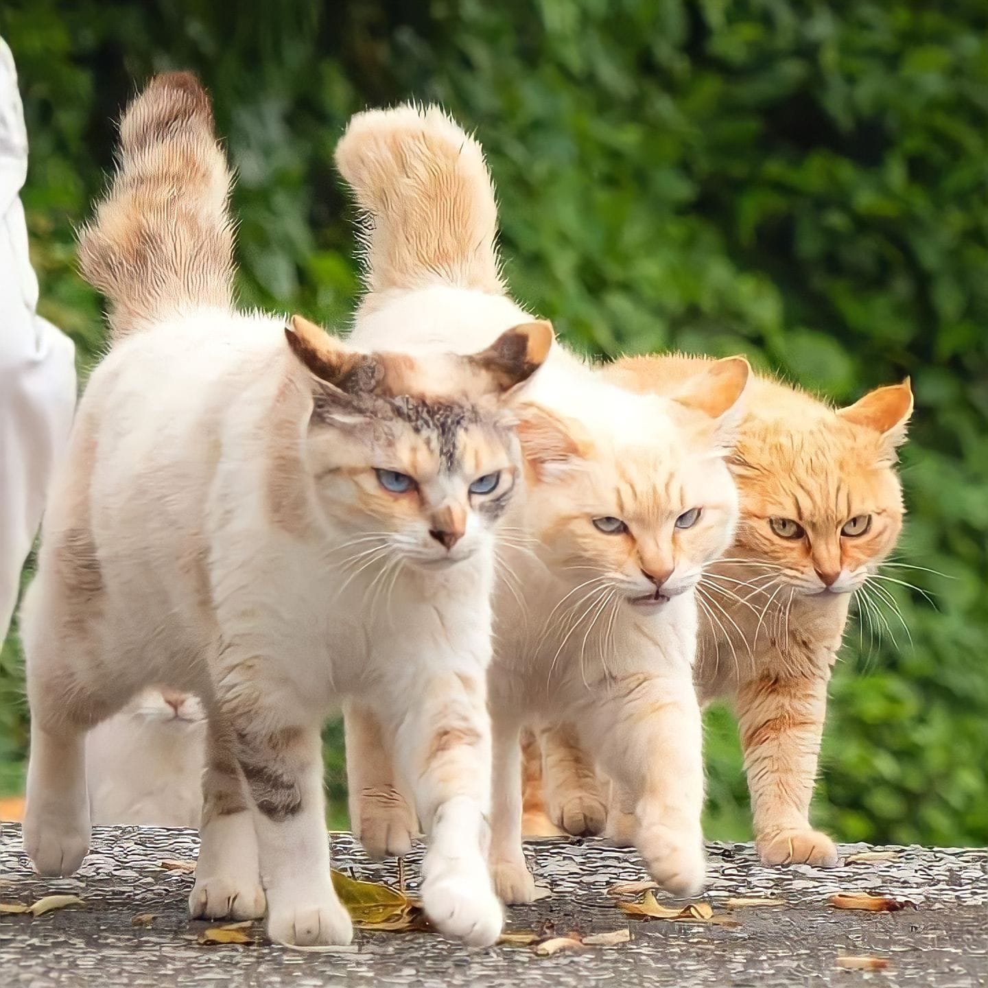 Next.js Conf photo