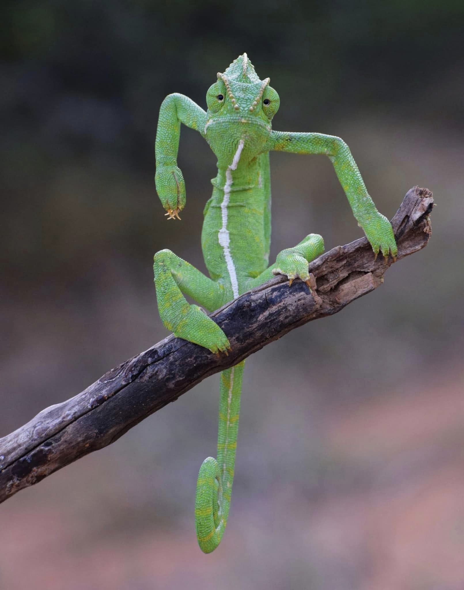 Next.js Conf photo