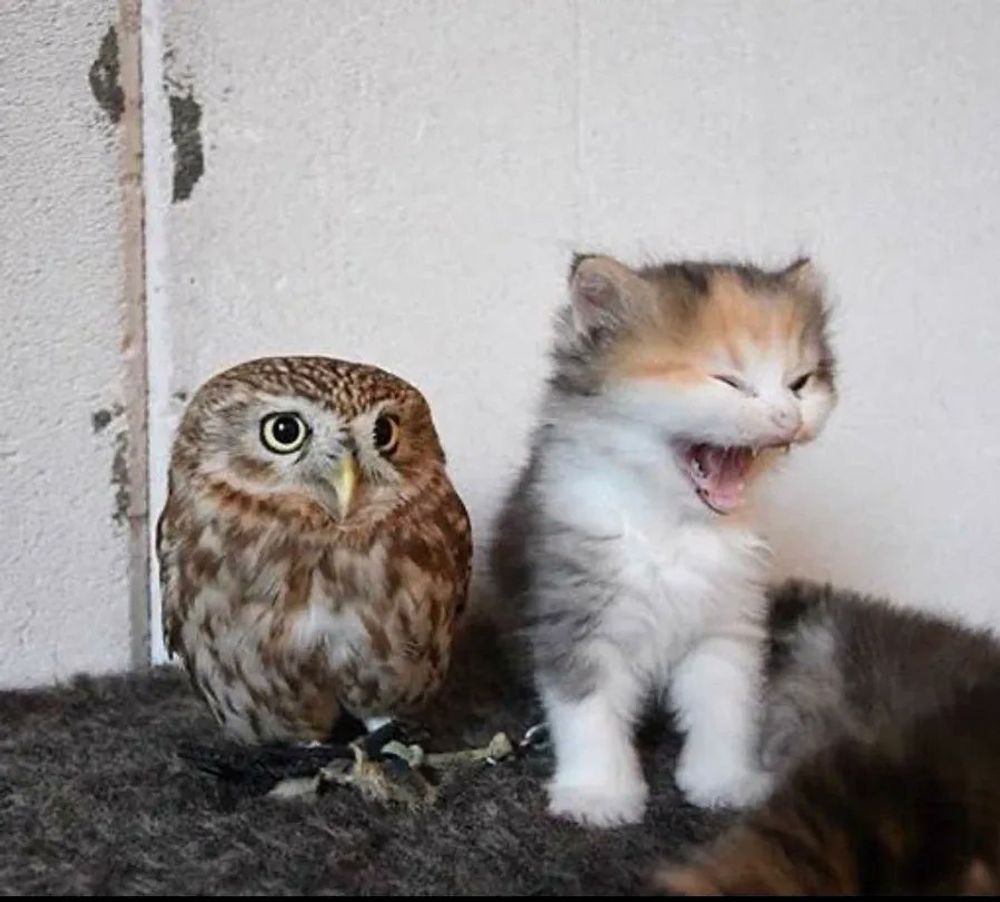 Next.js Conf photo