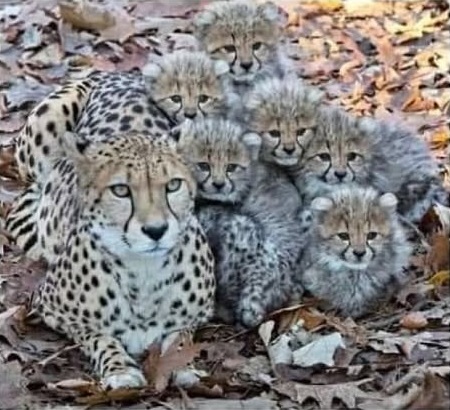 Next.js Conf photo