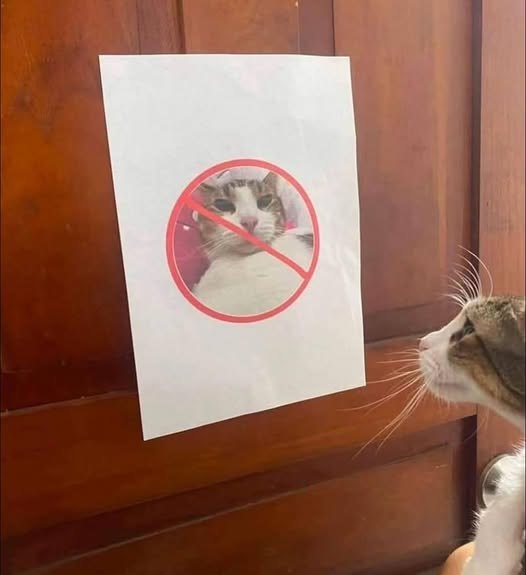 Next.js Conf photo