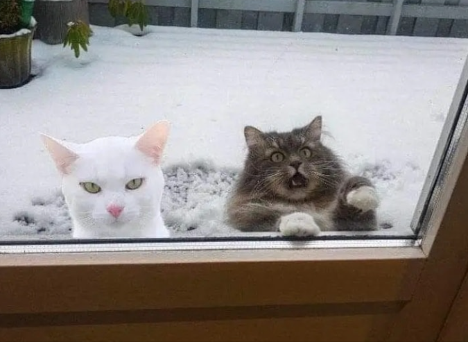 Next.js Conf photo