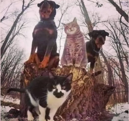 Next.js Conf photo